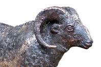 Widder von Elmar Worgull